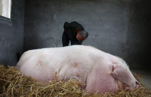 如果一直养，猪到底可以长到多大？