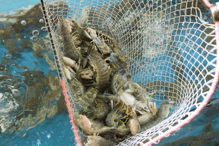 威武嚟间海鲜城把十九涌搬到顺德生猛海鲜抵食到你唔信