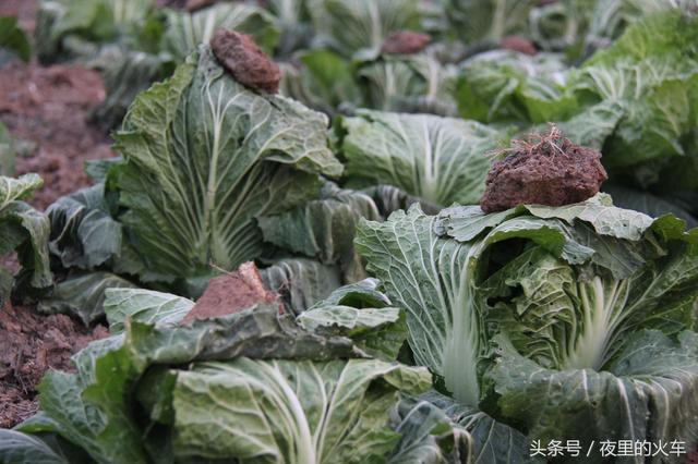 什么时候捆白菜北方大白菜什么时候捆