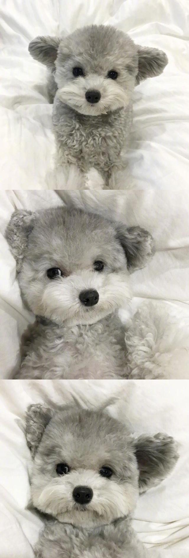 大耳朵灰色小泰迪