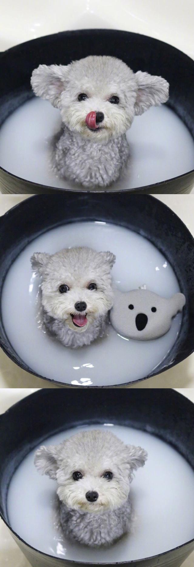 大耳朵灰色小泰迪