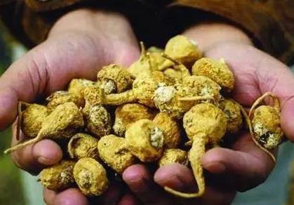 丽江玛卡真的有用吗
