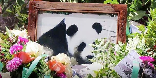 大熊猫死后如何处理