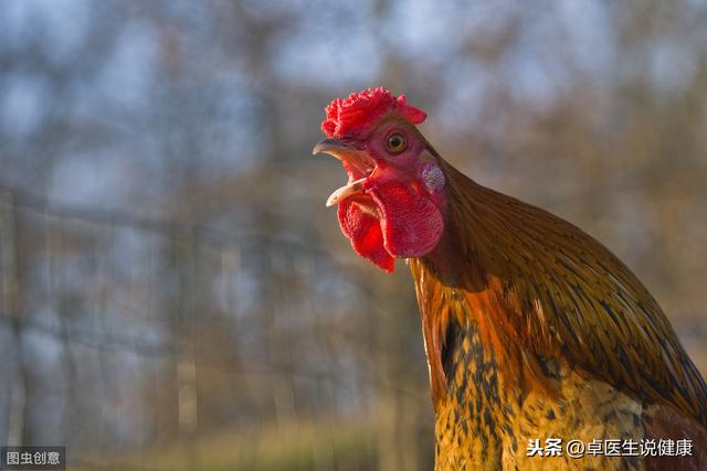 秋季养生有技巧，中医说：至少要和鸡一样起的早