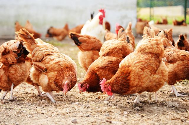提高土鸡产蛋率，杜仲叶提取物，快速恢复鸡病后产蛋率，提高鸡抗应激能力