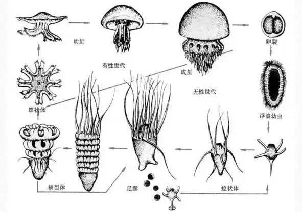 【特种水产养殖】海蜇的5个秘密及其池塘养殖