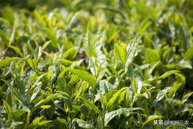 茶叶种植技术及推广策略，促进茶叶产业的健康发展，看完就知道