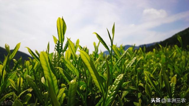 茶叶种植技术及推广策略，促进茶叶产业的健康发展，看完就知道