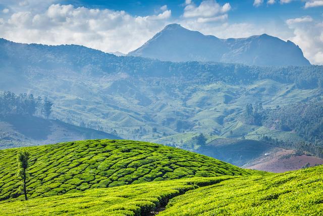 谁动了我的茶叶——印度如何在19世纪将中国的茶产业逼入了绝境