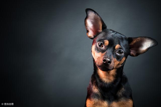 图片[1]-和狗狗有关的英文表达-笑傲英语网