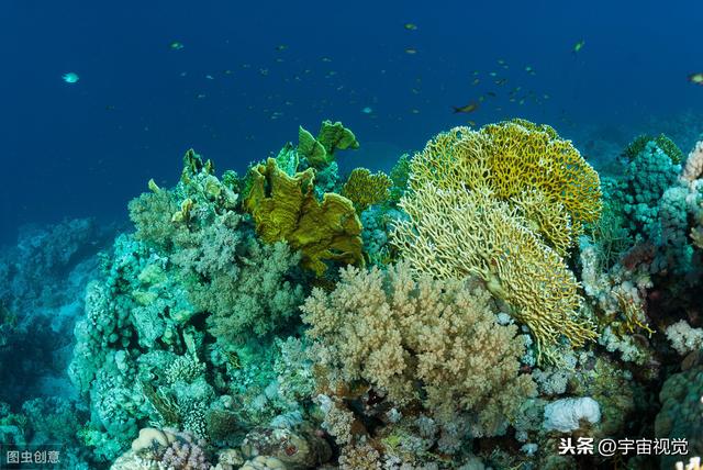 水里10中危险生物