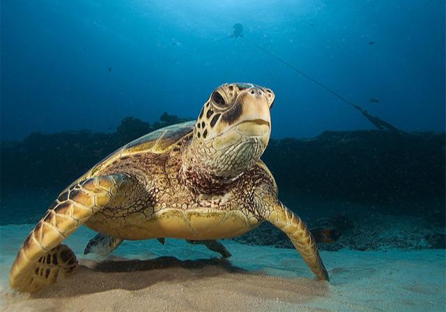 海龟，只负责生不负责养的动物，连孩子的性别都是由沙滩温度决定