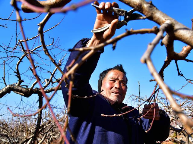 柑橘種植手藝修剪視頻_我需要視頻中的一個片段