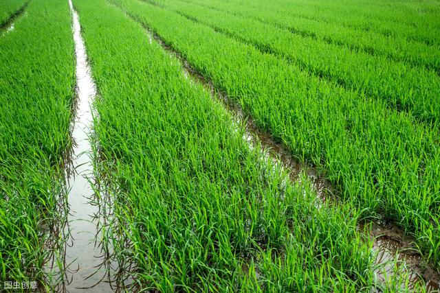 我国主要粮食之一的水稻，你知道正确的种植方法吗？