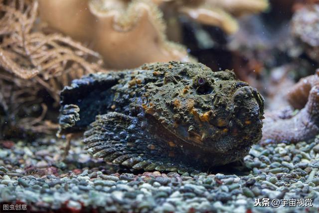 水里10中危险生物