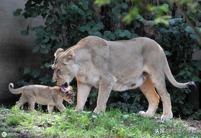 狮子用英语怎么读音(lion怎么读)