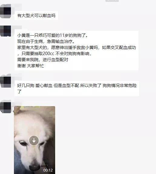 没错，狗也能献血，但被“人”喷闲得慌，说狗不配人的待遇