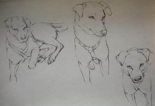 古代的“中华田园犬”有多辉煌？苏轼、乾隆都