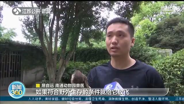 院里飞来&ldquo;四不像&rdquo;受伤小鸟 竟是国家二级保护动物红隼