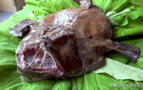 人称“蛤蟆鱼”，长得奇丑无比，肉质鲜美且刺少，价格低到2元1斤