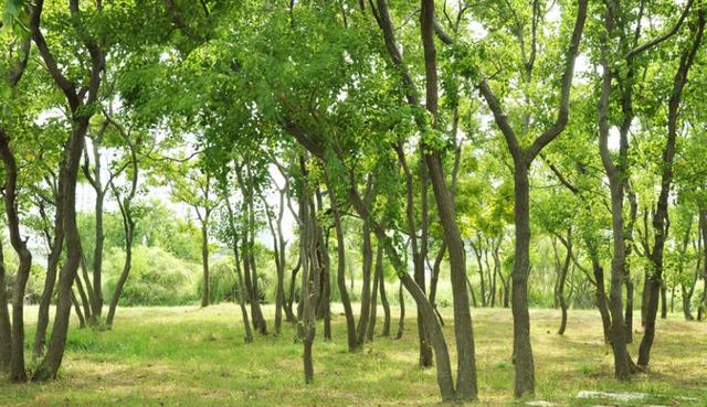 小树林成“豪车坟场”，百万豪车落灰无人敢动