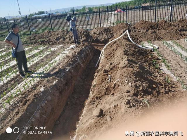 为什么地里的盐碱斑，年年改良年年有呀？