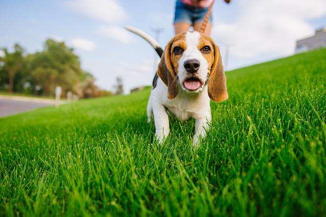 各种训犬方式大比拼！要花多少钱？哪种更适合狗狗？