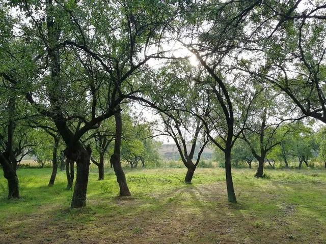 《康桥枣》是怎样结成的一一