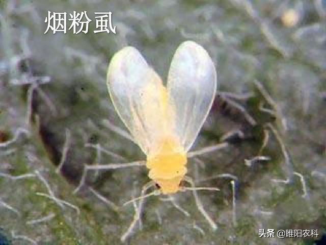 һ桢ʭҩУЧ17