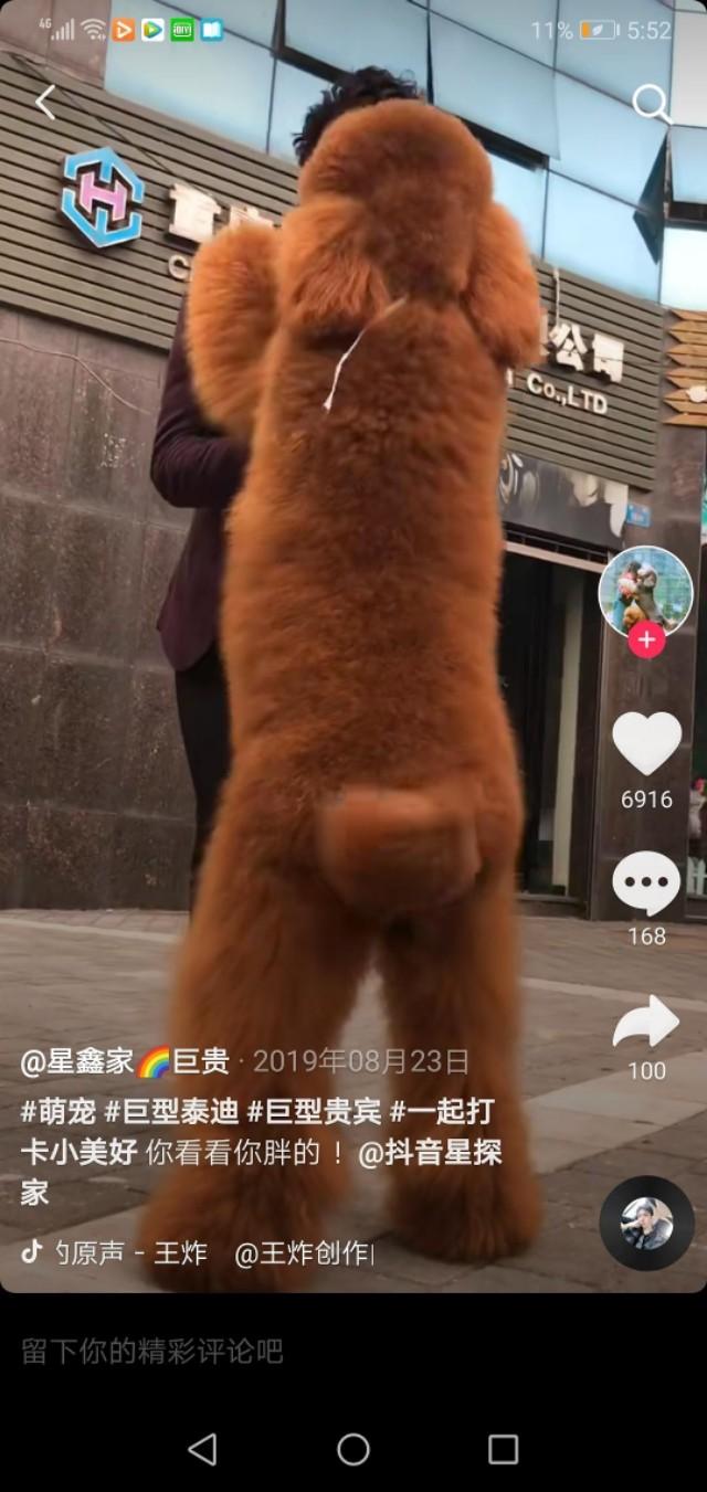 150斤的巨型泰迪，是泰坦吧！