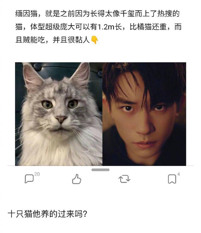 热点资讯 明星  这只猫就是之前因为长得像千玺而上热搜的缅因猫