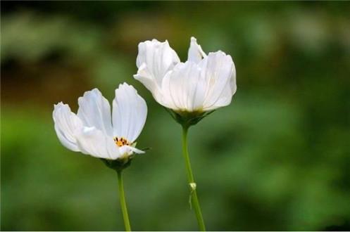 ���ã�Ϊ�����Ͼ�����һĨ����