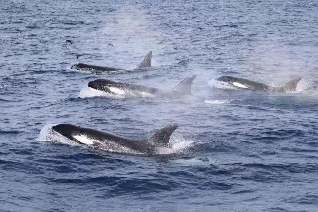 来了！4万多头座头鲸浩浩荡荡逼近悉尼港！气势