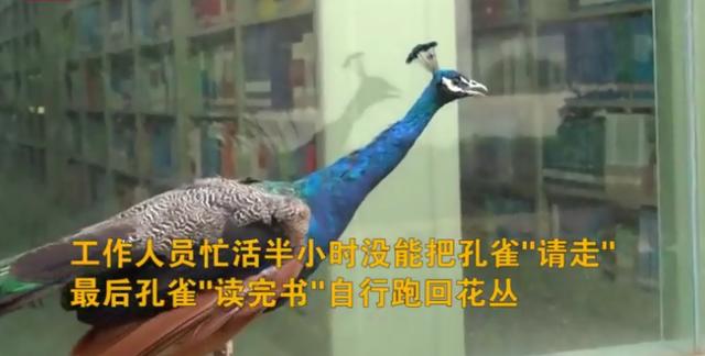 图书馆|孔雀溜进图书馆 在书架间旁若无人地来回溜达半小时