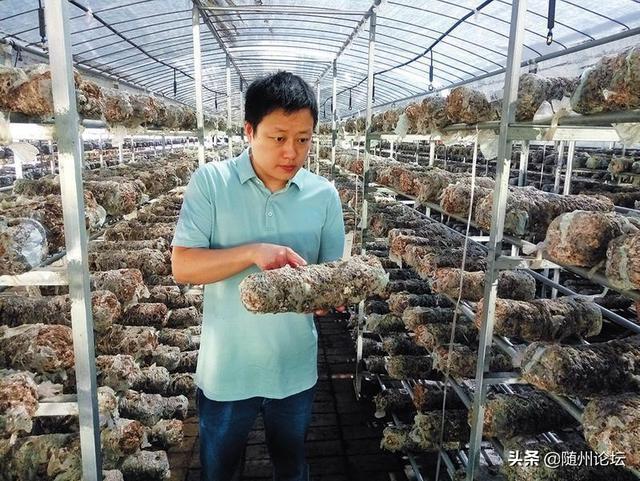 把青春写在“菇乡”大地上——记湖北长久菌业公司食用菌专家黄天骥