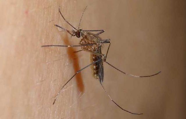 蚊虫叮咬、湿疹抓挠不止？止痒妙招看这里