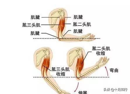 如何用啞鈴高效練手臂？一個動作針對一個頭，無死角刺激手臂肌群