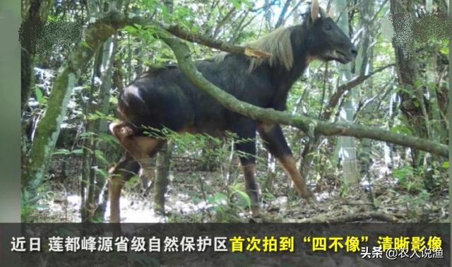 中华|丽水拍到四不像中华鬣羚中华鬣羚是国家Ⅱ级重点保护动物