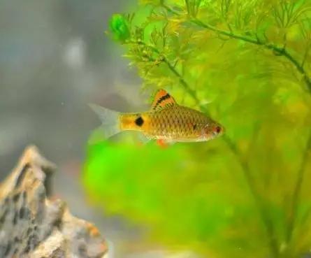 绚丽多彩的美丽本土小鱼：中国原生鱼简介和发展探讨
