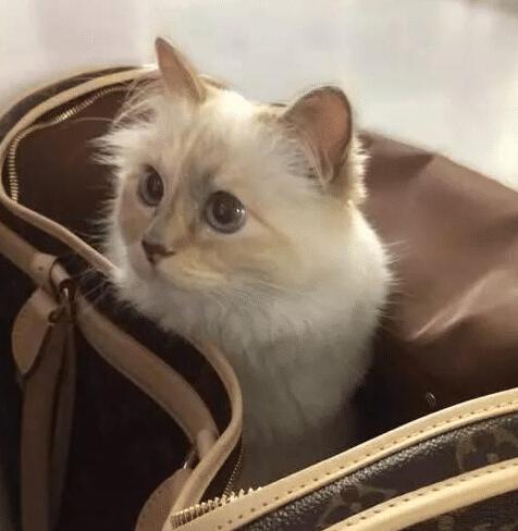 世界上最有钱的猫，继承老佛爷21亿的遗产，如今