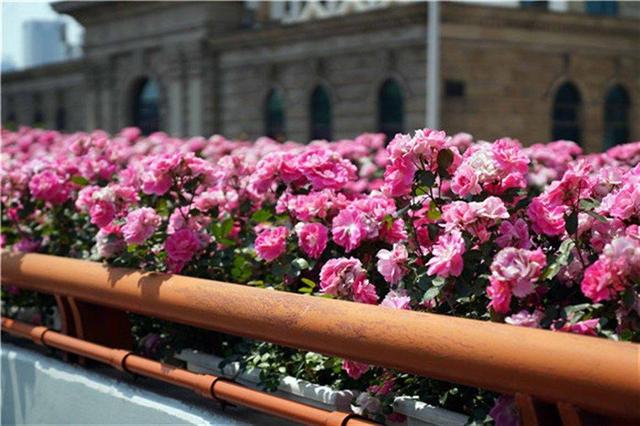 16万箱摆花55万株月季串起申字型高架 你被空中花