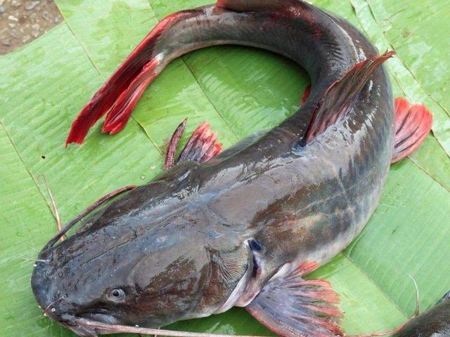 这鱼浑身都是宝，肉质比甲鱼鲜嫩，5块一斤没人买，鱼贩子：太脏