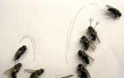 搞笑图片：你们见过苍蝇的26种死法吗？无聊网友
