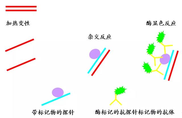 一文带你读懂：原位杂交