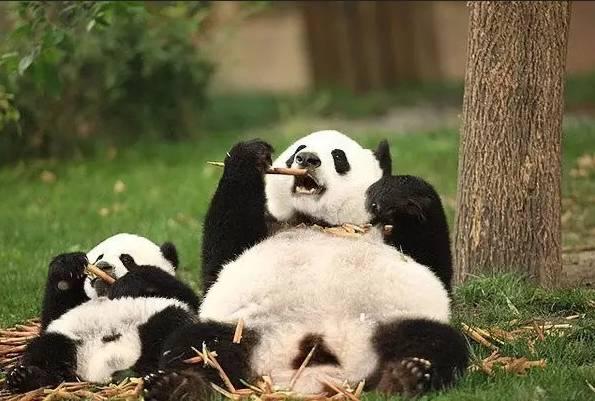 想和熊猫结婚、为看熊猫放弃妹妹婚礼！网友：