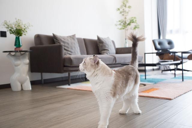 民宿主夫妇爆改96m²两室，两人一猫的神仙生活太治愈了吧