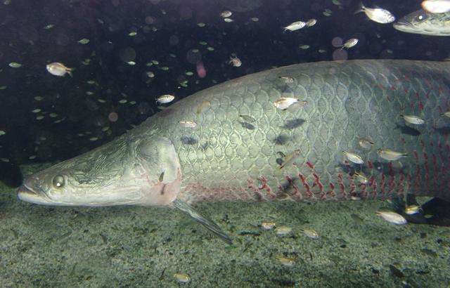 物种百科：巨骨舌鱼