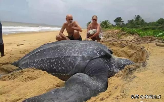 这就是神奇的大自然！这么奇妙的动物我第一次