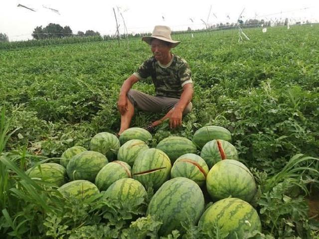从农户到消费者，西瓜价格翻了十倍，比药品更