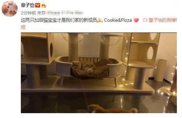 汪峰一家乡下体验生活，不会骑三轮接连撞墙，吓得章子怡失声尖叫